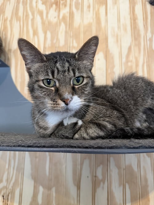 PIPER - Tabby / Domestic Short Hair available for adoption