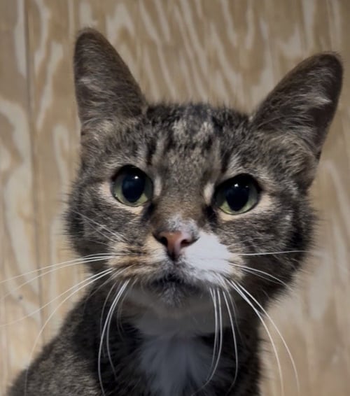 PIPER - Tabby / Domestic Short Hair available for adoption
