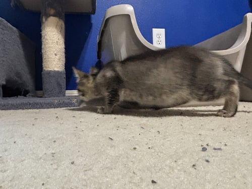 JEMIMA - Tabby / Domestic Medium Hair available for adoption