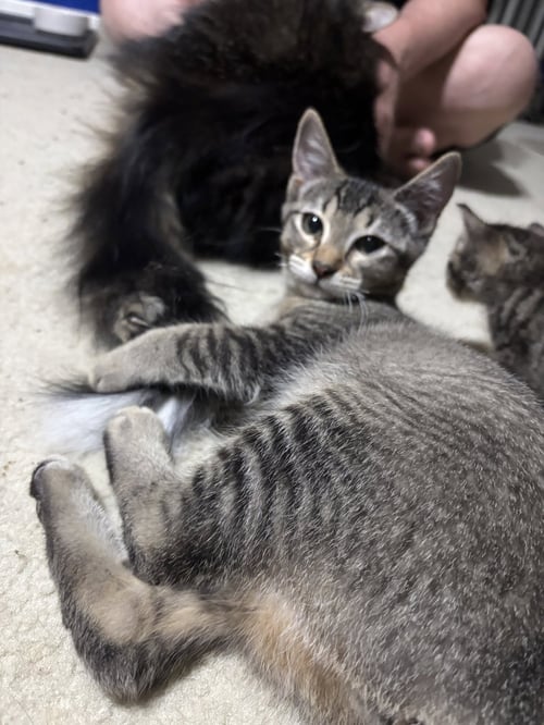 JEMIMA - Tabby / Domestic Medium Hair available for adoption