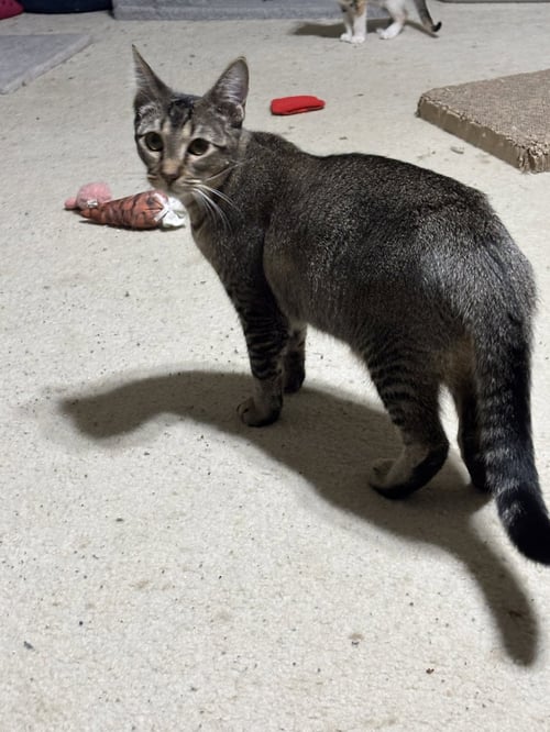 JEMIMA - Tabby / Domestic Medium Hair available for adoption