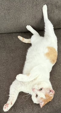 Snowball - Photo 1