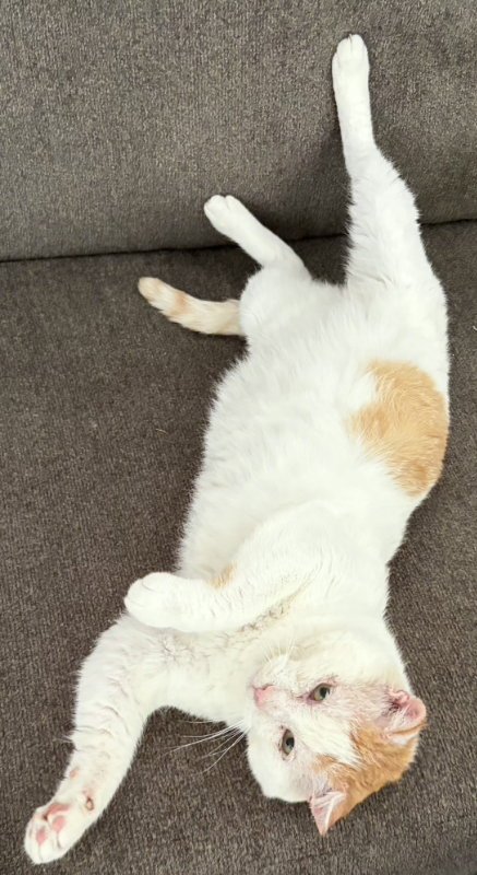 SNOWBALL - Tabby / Domestic Short Hair available for adoption