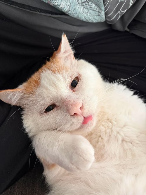 SNOWBALL - Tabby / Domestic Short Hair available for adoption