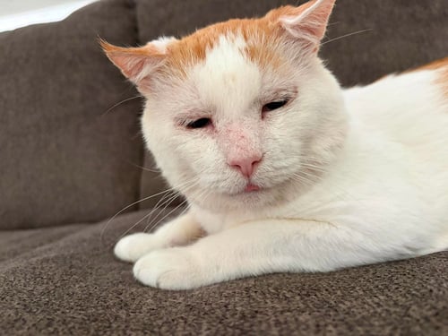 SNOWBALL - Tabby / Domestic Short Hair available for adoption