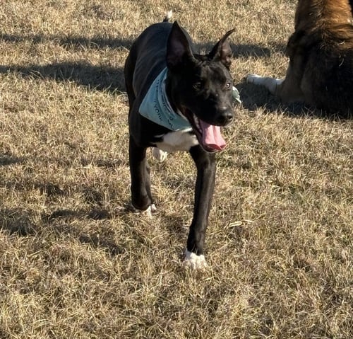 DROGGO