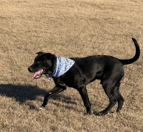 DROGGO - Labrador Retriever / Husky available for adoption