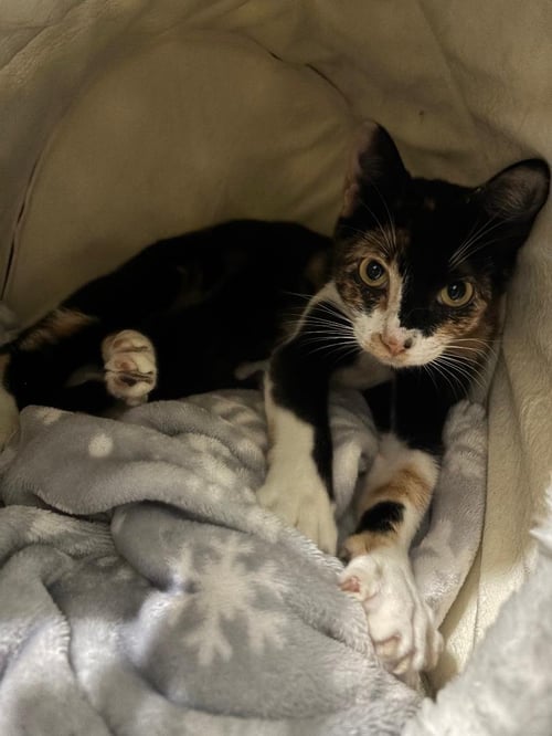 CAMEMBERT - Tortoiseshell / Domestic Short Hair available for adoption