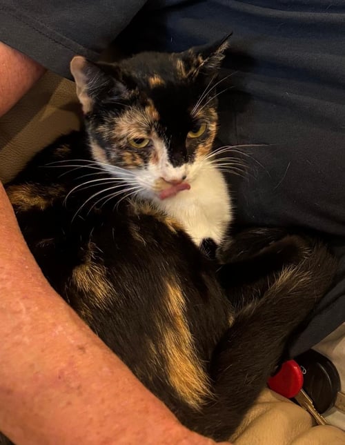 CAMEMBERT - Tortoiseshell / Domestic Short Hair available for adoption