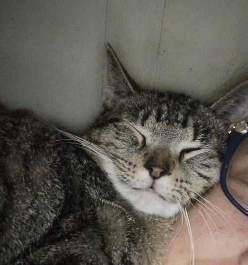 MATEO - Tabby / Domestic Medium Hair available for adoption