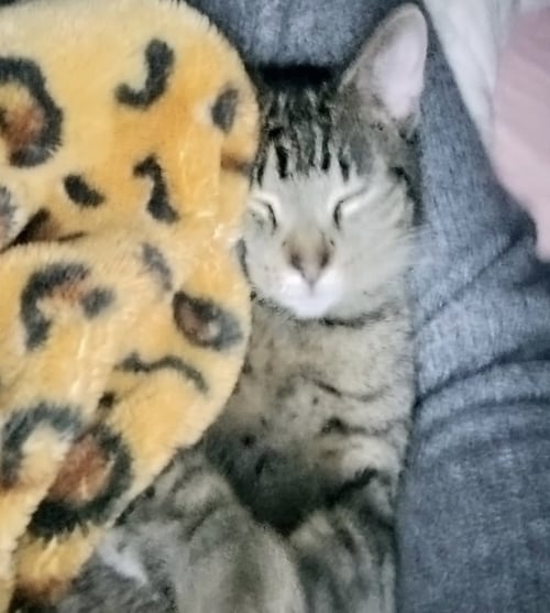 MATEO - Tabby / Domestic Medium Hair available for adoption