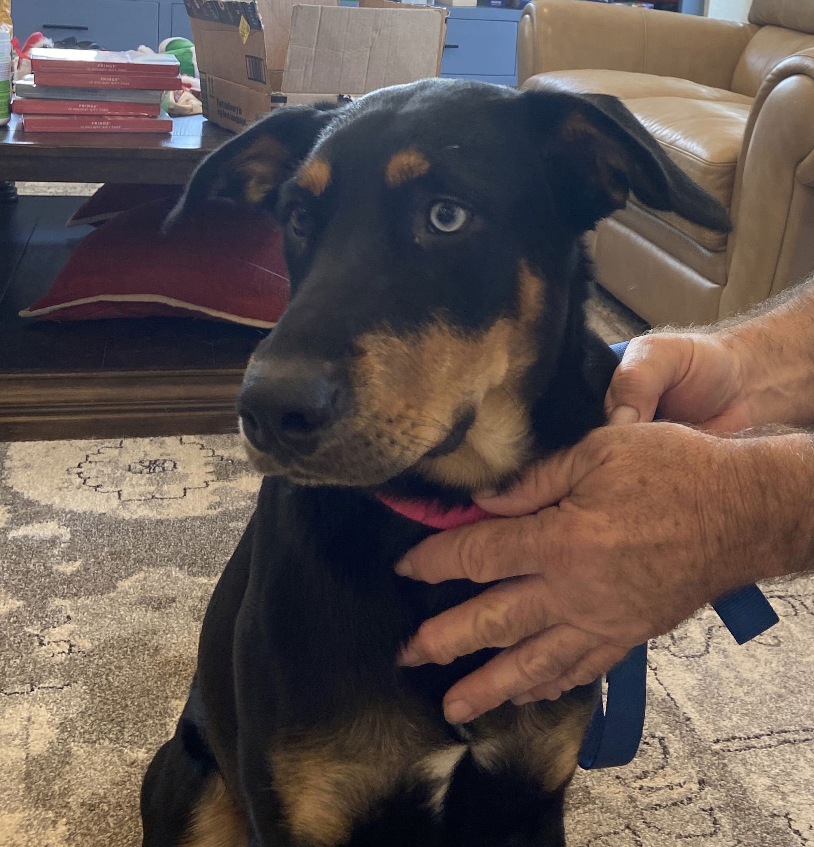 TRISH - Australian Kelpie available for adoption