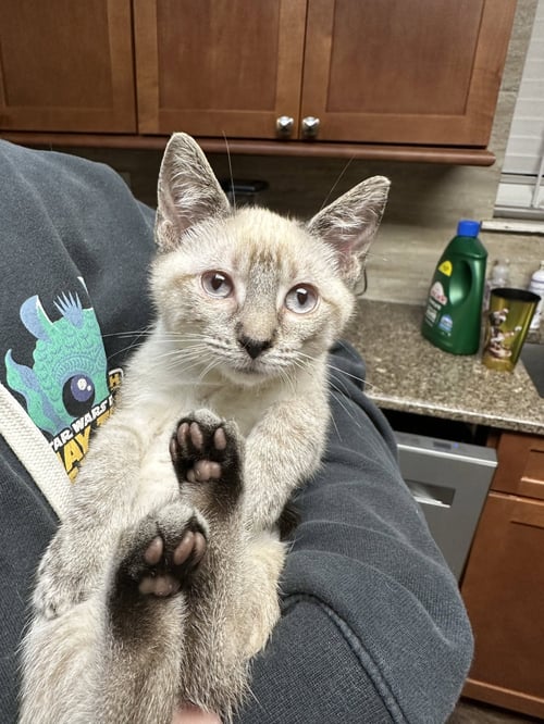 ANDROMEDA - Siamese / Domestic Medium Hair available for adoption