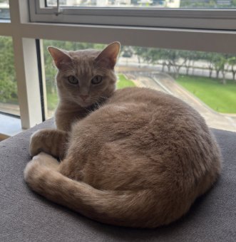 FRANKIE - Tabby / Domestic Short Hair available for adoption