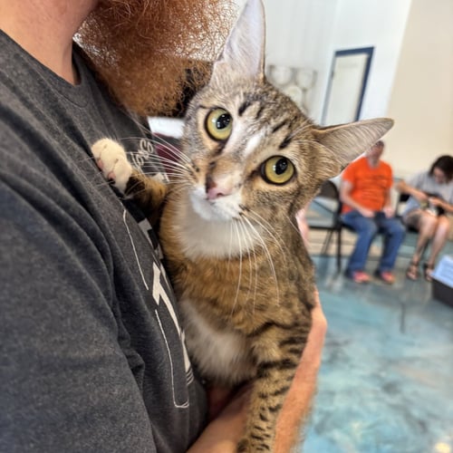 SAMMIE WICH - Tabby / Domestic Short Hair available for adoption