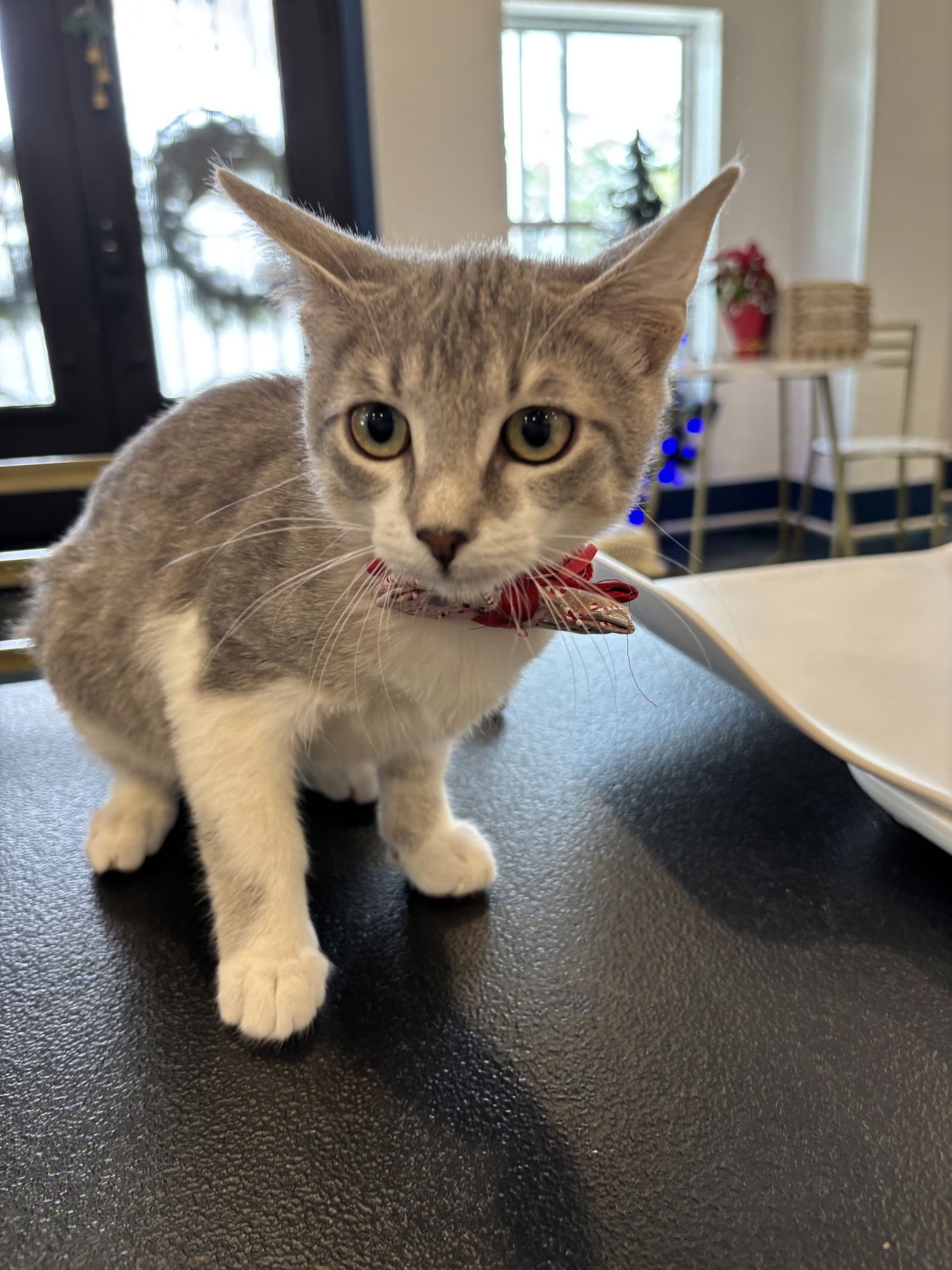 ARROW - Tabby / Domestic Medium Hair available for adoption