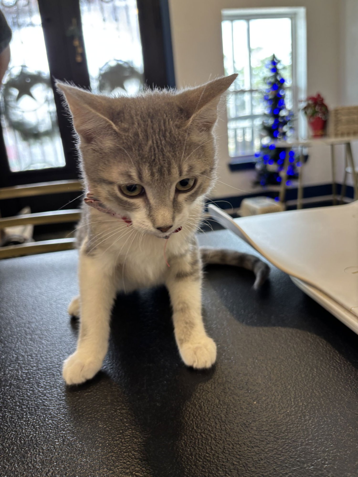 ARROW - Tabby / Domestic Medium Hair available for adoption