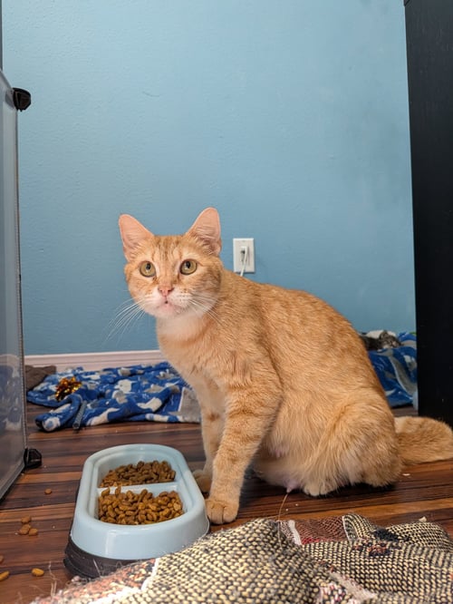 DELTA - Tabby / Domestic Short Hair available for adoption