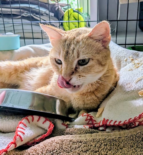 DELTA - Tabby / Domestic Short Hair available for adoption