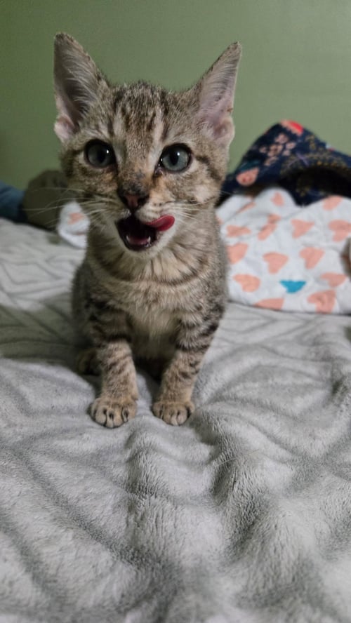 TNT - Tabby / Domestic Short Hair available for adoption