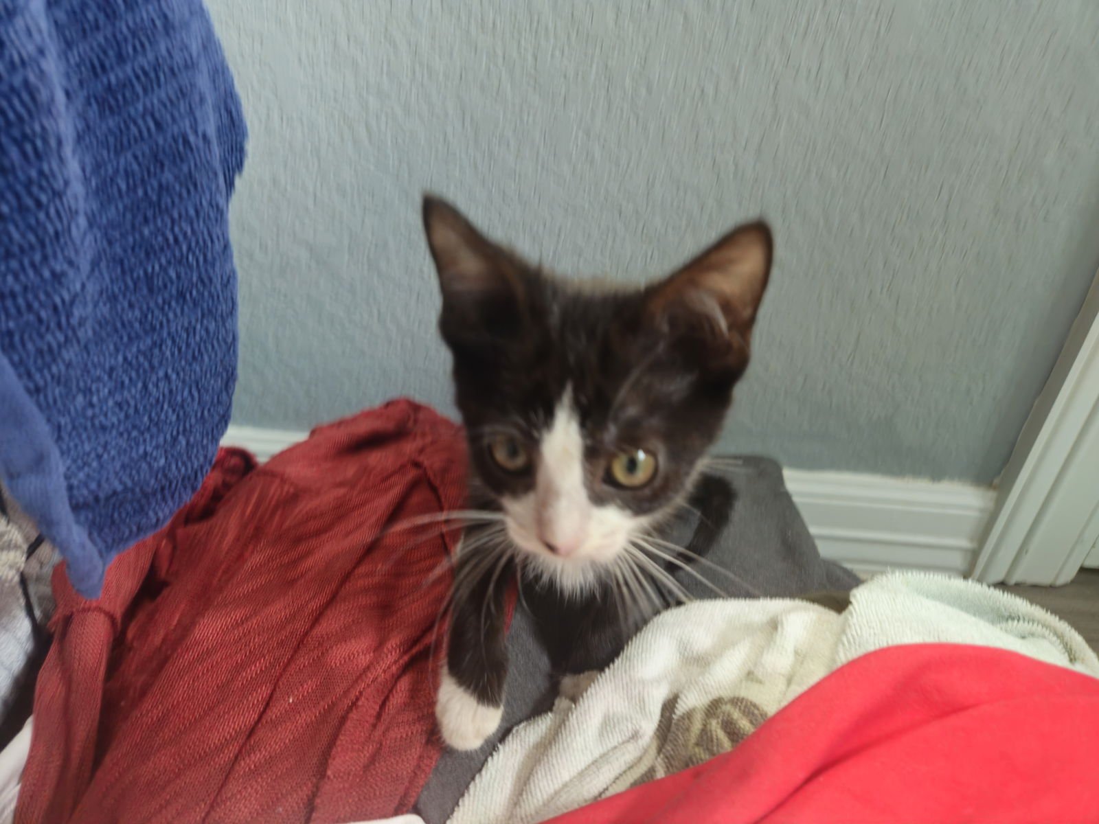 DARYL - Tuxedo / Domestic Medium Hair available for adoption