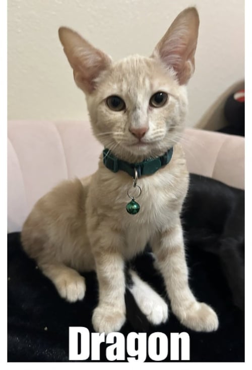 DRAGON - Tabby / Domestic Short Hair available for adoption