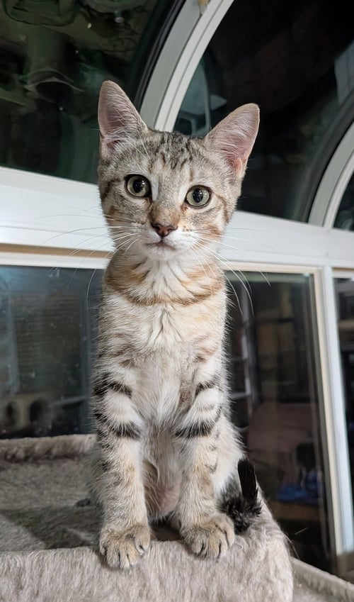 KAMINO - Tabby / Domestic Medium Hair available for adoption
