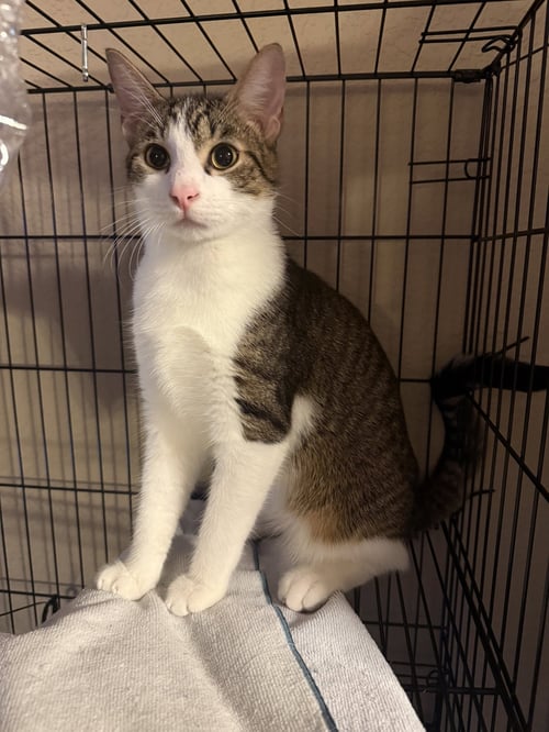 GOOSE - Tabby / Domestic Short Hair available for adoption
