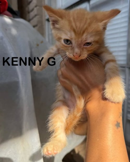 KENNY G - Tabby / Domestic Medium Hair available for adoption