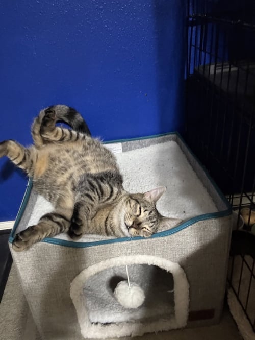 SNICKERS - Tabby / Domestic Medium Hair available for adoption