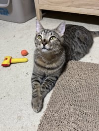 Snickers - Photo 1