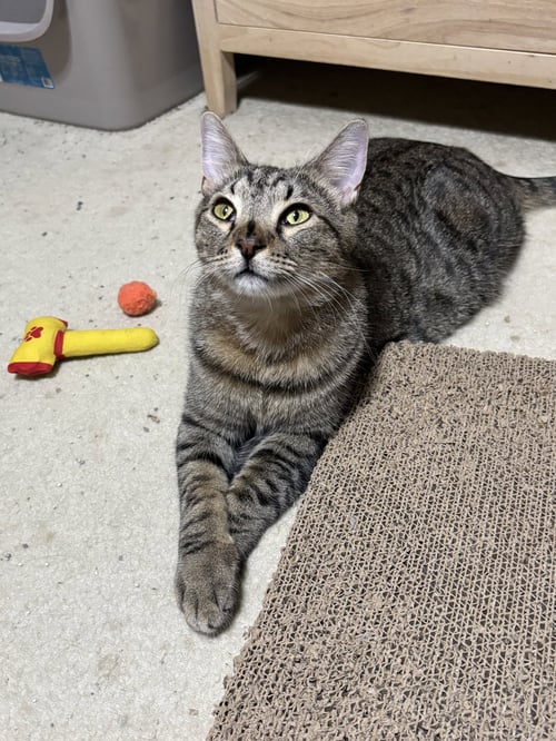 SNICKERS - Tabby / Domestic Medium Hair available for adoption