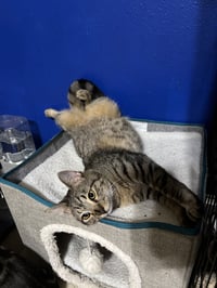Snickers - Photo 3