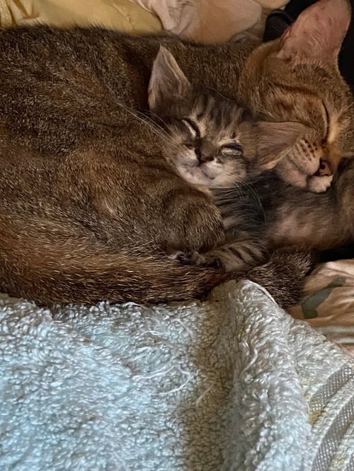 JUNIPURR - Torbie / Domestic Short Hair available for adoption