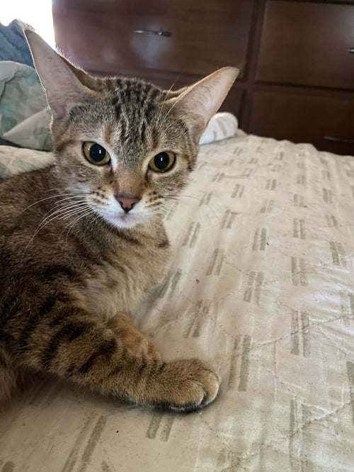 JUNIPURR - Torbie / Domestic Short Hair available for adoption