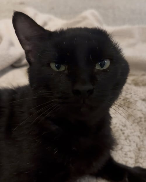 REACHER - Tabby / Domestic Medium Hair available for adoption