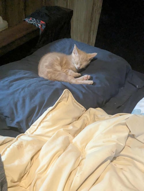 DAVINA DECAMPO - Tabby / Domestic Short Hair available for adoption