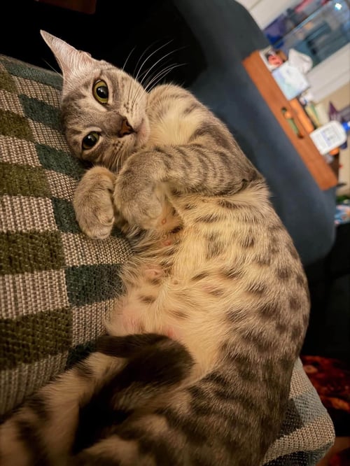 MAMACITA MARGARITA - Tabby / Domestic Short Hair available for adoption