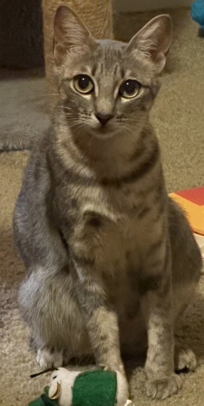MAMACITA MARGARITA - Tabby / Domestic Short Hair available for adoption
