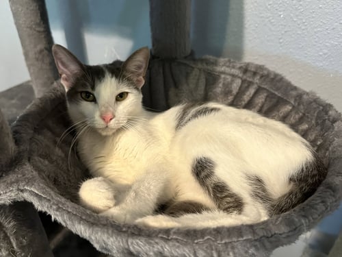 COTTON CANDY - Tuxedo available for adoption