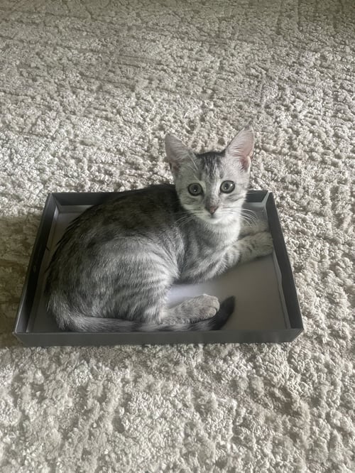 ZARIA - Tabby / Domestic Short Hair available for adoption