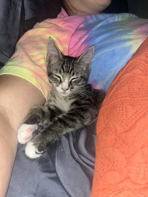 SAMMY - Tabby / Domestic Short Hair available for adoption