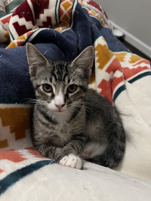 SAMMY - Tabby / Domestic Short Hair available for adoption