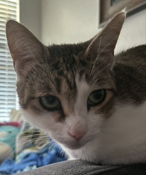 POI POI - Tabby / Domestic Short Hair available for adoption