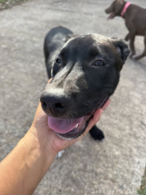 THOR - Labrador Retriever / Husky available for adoption