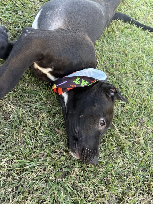 THOR - Labrador Retriever / Husky available for adoption