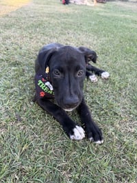 Thor - Photo 3