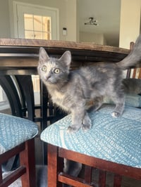 Stormy - Photo 1
