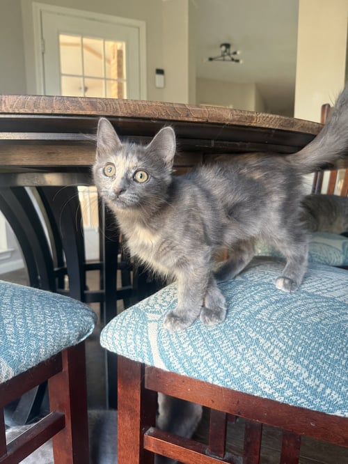 STORMY - Dilute Tortoiseshell / Domestic Long Hair available for adoption