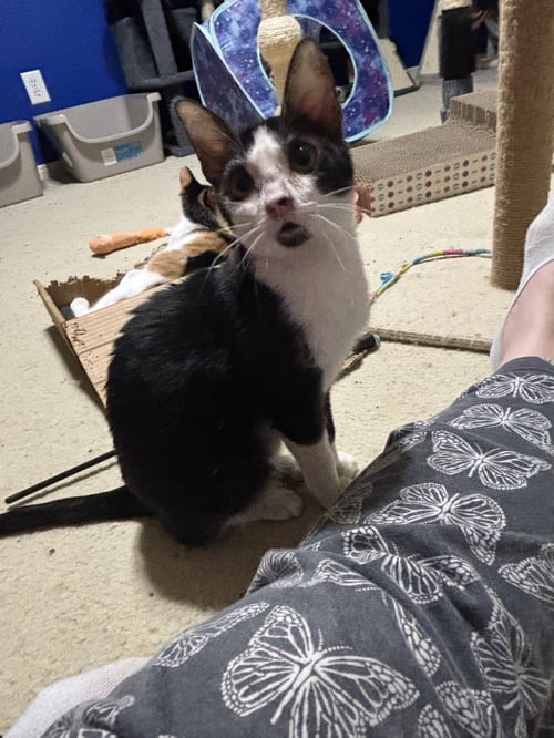 HARVEY DENT - Tuxedo / Domestic Short Hair available for adoption